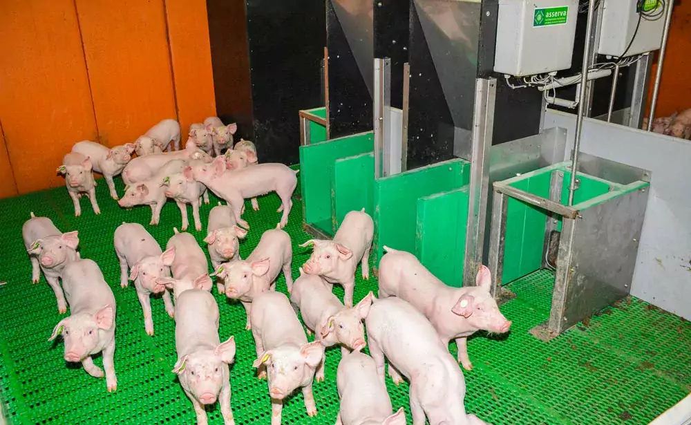 dossier-porc - Illustration Demain, l’élevage de porcs
