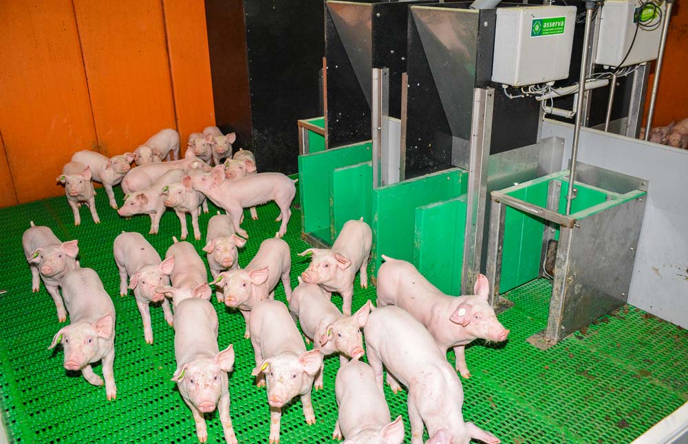 dossier-porc - Illustration Demain, l’élevage de porcs