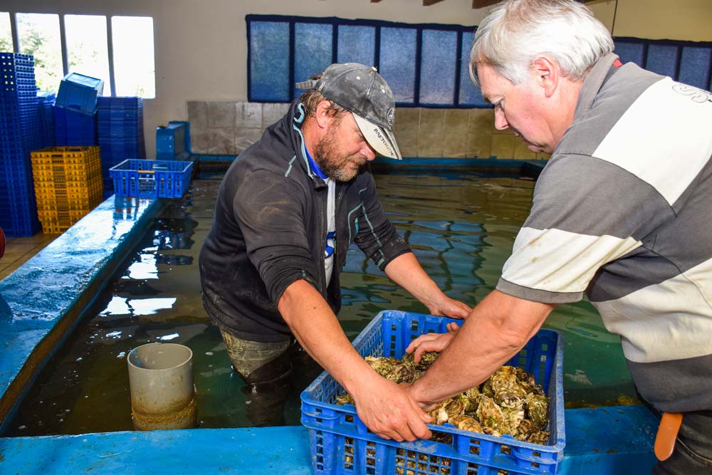 La production est commercialisée sur les marchés locaux ainsi que par expéditions lors de la période de Noël. - Illustration À la barre des agriculteurs de la mer