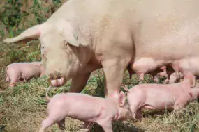 Malgré la hausse, le cheptel truies en agriculture biologique reste insuffisant en France.