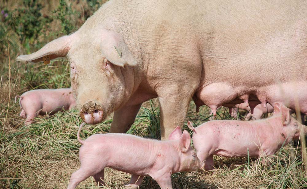 Malgré la hausse, le cheptel truies en agriculture biologique reste insuffisant en France. - Illustration Le porc bio se fait désirer