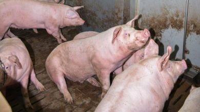 Photo of Lettre ouverte aux éleveurs de porcs : “Stop à la braderie !”
