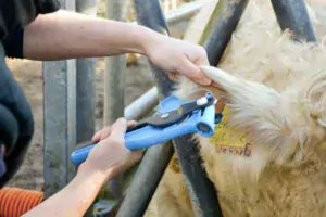 En 2017, plus de 700 demandes de génotypages ont été traitées par le herd-book charolais.