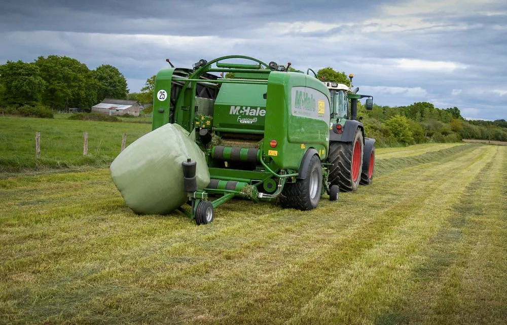 Le RGI implanté en dérobée après moisson peut être récolté en enrubannage, le rendement varie de 3 à 5 t de MS/ha. - Illustration Saisir l’opportunité des fourragères d’été