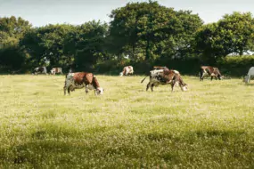 Mi juillet, une des prairies était encore verdoyante. Mais depuis le début du mois, les pâtures souffrent du manque d’eau.