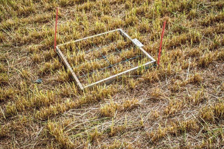 Sur les micro-parcelles comparant différentes doses au semis, des quadrats délimitent des surfaces sur lesquelles les chercheurs réalisent des comptages.   