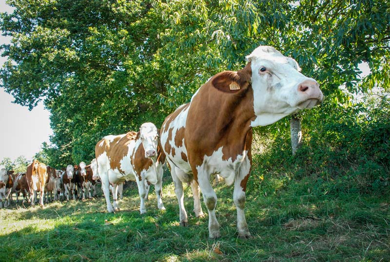 stress-thermique - Illustration Stress thermique de la vache