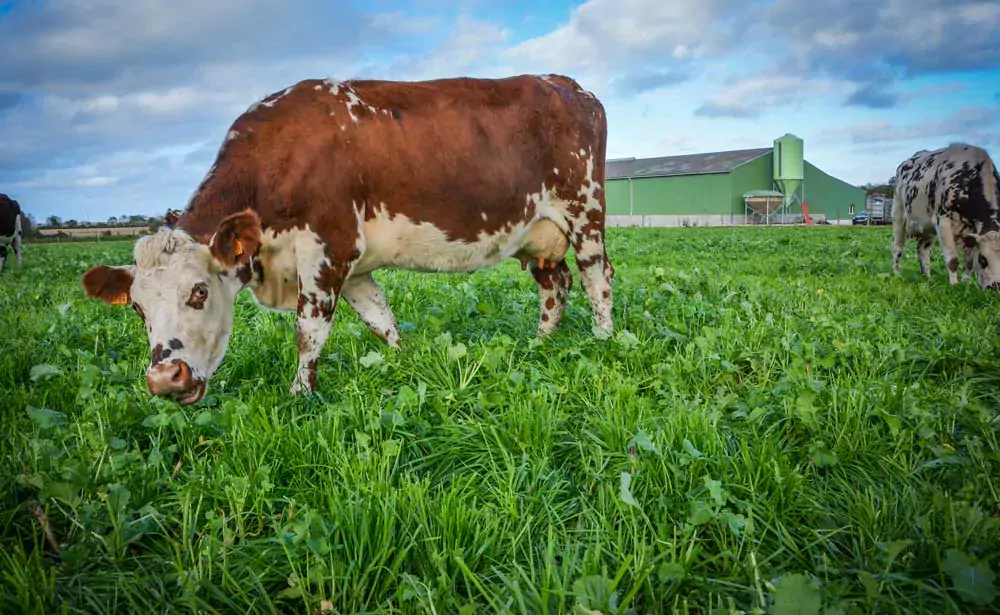 vache-herbe-lait - Illustration “Un monde sans animaux serait une idiotie”