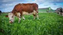 vache-herbe-lait