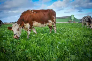 vache-herbe-lait