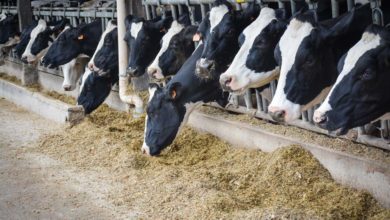 Photo of Les vaches hautes productrices exigent de la rigueur
