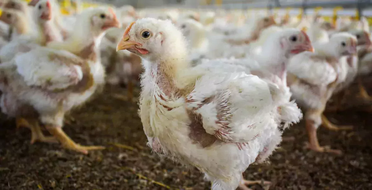 volaille-poulet - Illustration Exportations agroalimentaires bretonnes : Coup de mou en volaille