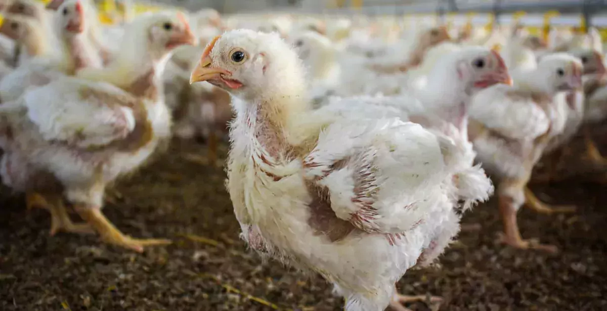 volaille-poulet - Illustration Aviculture : à la reconquête du marché national