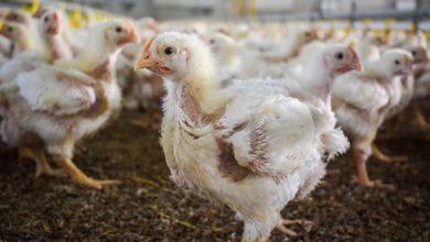 Photo of Exportations agroalimentaires bretonnes : Coup de mou en volaille