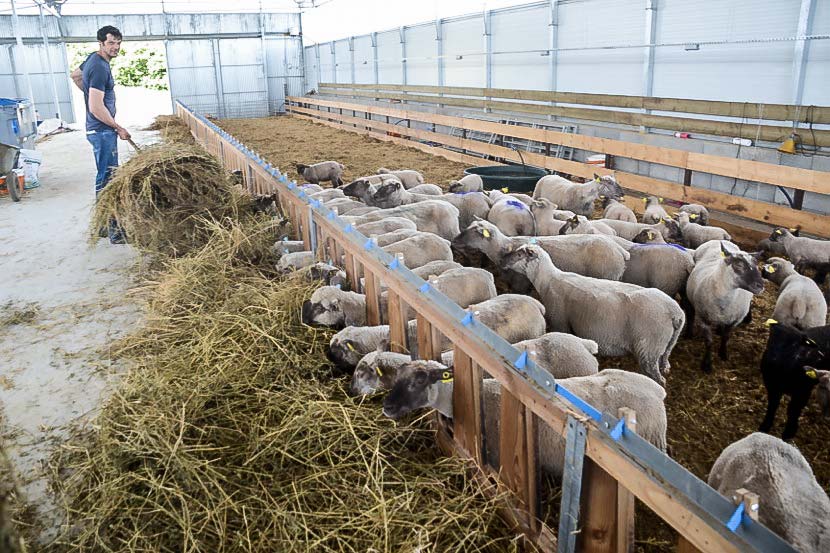 Les agneaux vendéens ont pris place dans le nouveau bâtiment depuis mars. - Illustration Le lycée de Laval a rentré ses blancs moutons