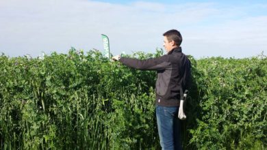 Photo of Produire d’autres fourrages après la récolte du méteil