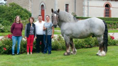 Photo of Le Cheval breton à Lamballe pour son départemental