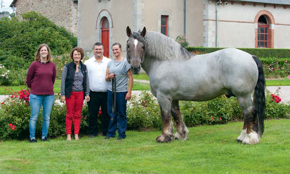 Lénaick Déniel (Société départementale d’agriculture), Patrice Ecot, Pascal Cousin et Lucie Marin (inséminatrice échographe à l’IFCE) accompagnent Ust Ar Mor, un étalon de 10 ans à la robe aubère. - Illustration Le Cheval breton à Lamballe pour son départemental