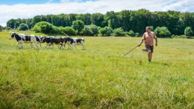 Photo of Un concours national qui a du chien