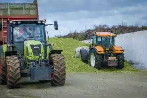 ensilage-mais