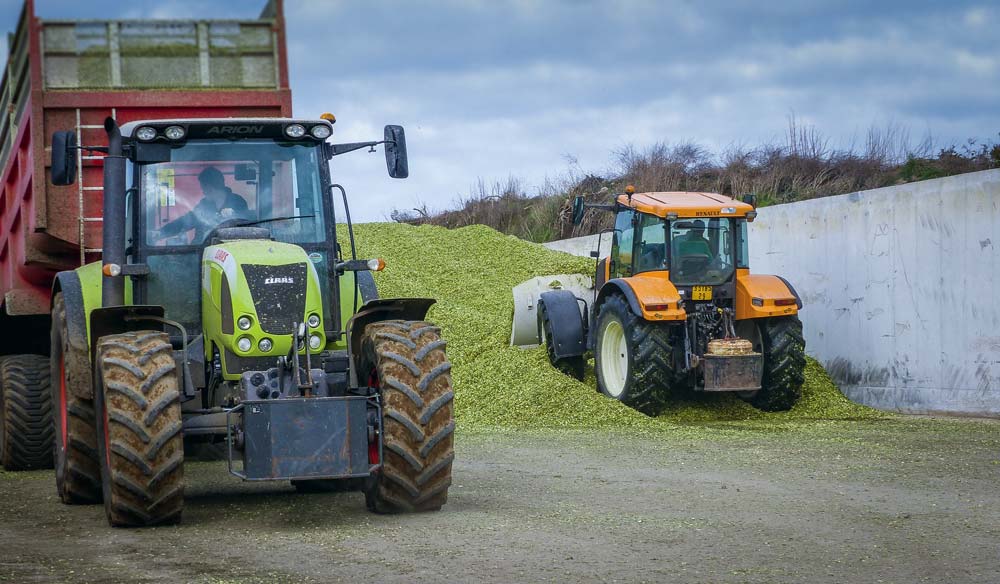 ensilage-mais - Illustration Le silo de maïs, une conserve pour 1 an !