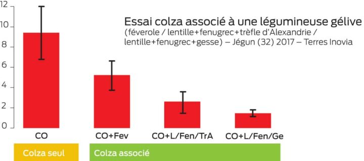 essai-colza