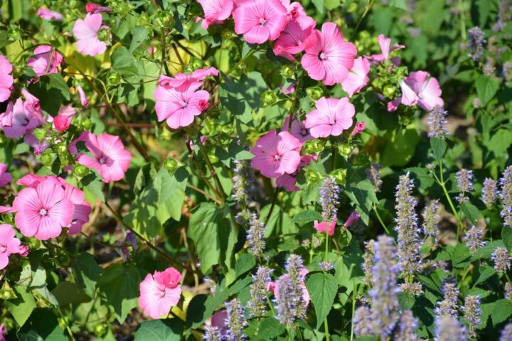 Cosmos roses et agastaches anisées dans un même parterre.