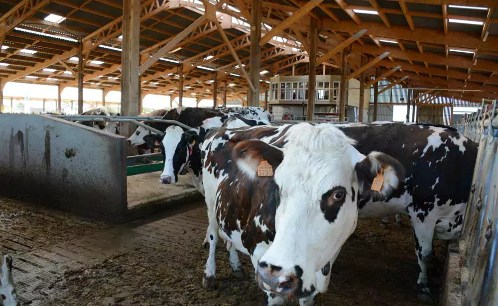 La nouvelle stabulation de 1 500 m² accueille les 75 Prim'Holstein et 75 Normandes de l’exploitation de l’EARL Célard à Ambon. L’automatisation permet de gérer seul le travail d’astreinte à une personne le week-end. - Illustration Un week-end d’astreinte par mois