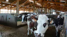 La nouvelle stabulation de 1 500 m² accueille les 75 Prim'Holstein et 75 Normandes de l’exploitation de l’EARL Célard à Ambon. L’automatisation permet de gérer seul le travail d’astreinte à une personne le week-end.