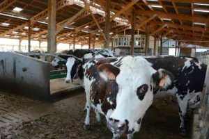 La nouvelle stabulation de 1 500 m² accueille les 75 Prim'Holstein et 75 Normandes de l’exploitation de l’EARL Célard à Ambon. L’automatisation permet de gérer seul le travail d’astreinte à une personne le week-end.