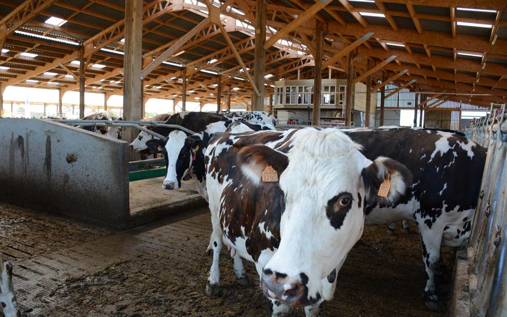 La nouvelle stabulation de 1 500 m² accueille les 75 Prim'Holstein et 75 Normandes de l’exploitation de l’EARL Célard à Ambon. L’automatisation permet de gérer seul le travail d’astreinte à une personne le week-end. - Illustration Un week-end d’astreinte par mois