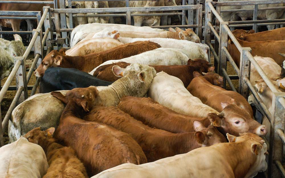 marches-viande-broutard-mol - Illustration Les meilleurs élevages récompensés à la fête du broutard