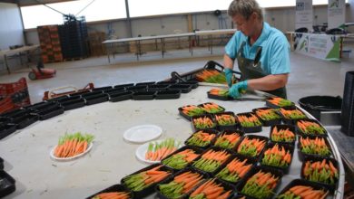 Photo of Un grand bâtiment pour des mini-légumes