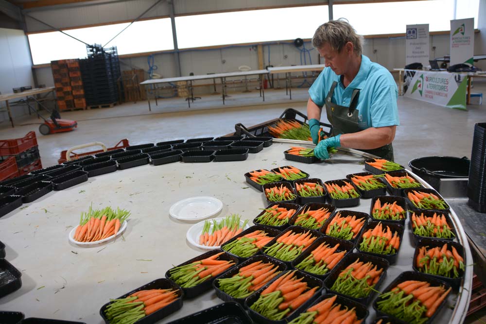Les postes de travail sont à hauteur. Les opérateurs sont isolés du froid et des courants d’air grâce à ce bâtiment neuf. - Illustration Un grand bâtiment pour des mini-légumes