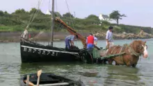 Les algues étaient déchargées des bateaux dans des charrettes tirées par des chevaux de trait breton.