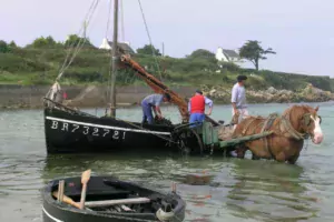 Les algues étaient déchargées des bateaux dans des charrettes tirées par des chevaux de trait breton.