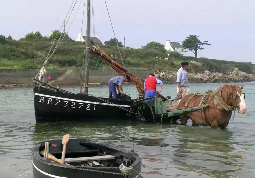 Les algues étaient déchargées des bateaux dans des charrettes tirées par des chevaux de trait breton. - Illustration Tout savoir sur les goémoniers et les algues
