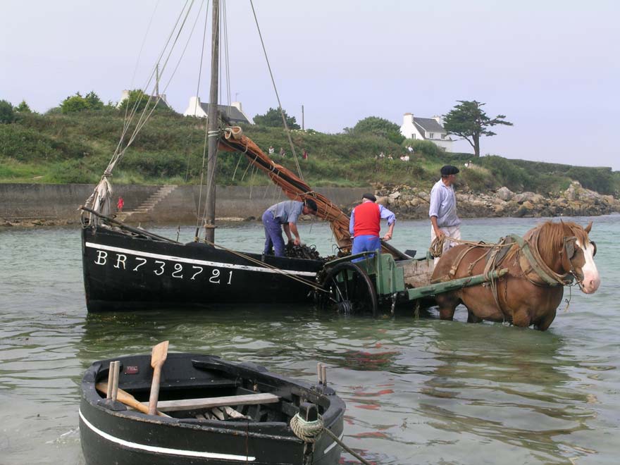 Les algues étaient déchargées des bateaux dans des charrettes tirées par des chevaux de trait breton.