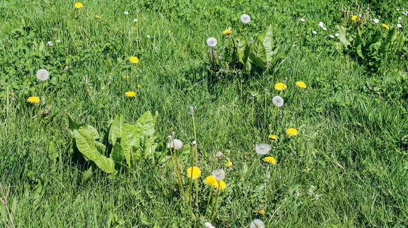 prairie - Illustration Les prairies calent mais ne grillent pas