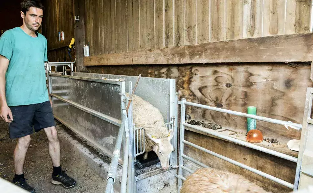 Avec un quai d’embarquement intégré au couloir de contention où les 500 brebis et leurs produits sont habitués à passer régulièrement, « le chargement des animaux est plus rapide », témoigne Thomas Courcier. - Illustration Pas de couloir de contention sans quai d’embarquement