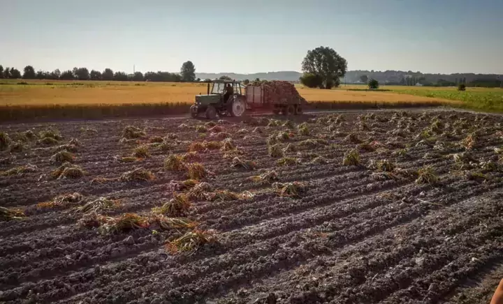 La récolte de l’ail se fait entre le 20 juin et le 10 juillet.