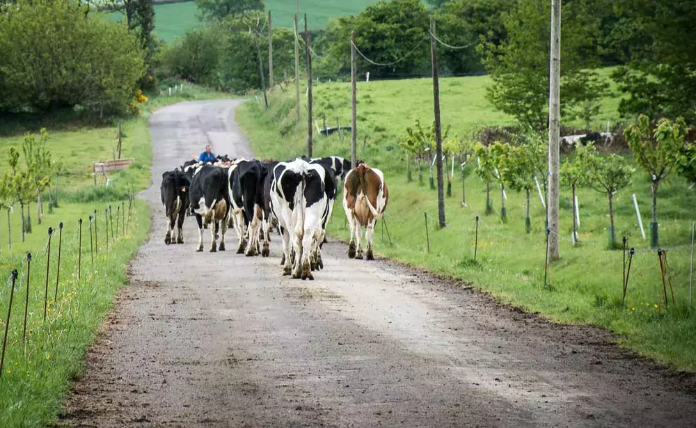 route_lait - Illustration En route vers un lait français bas carbone