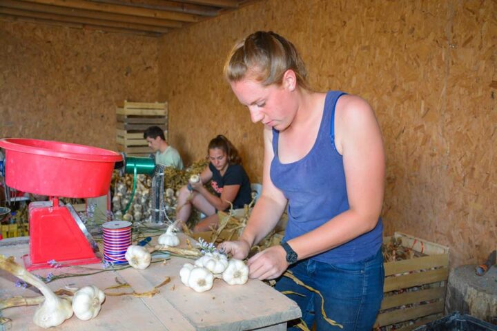 Des saisonniers viennent chaque année éplucher l’ail et confectionner les bottes et tresses.