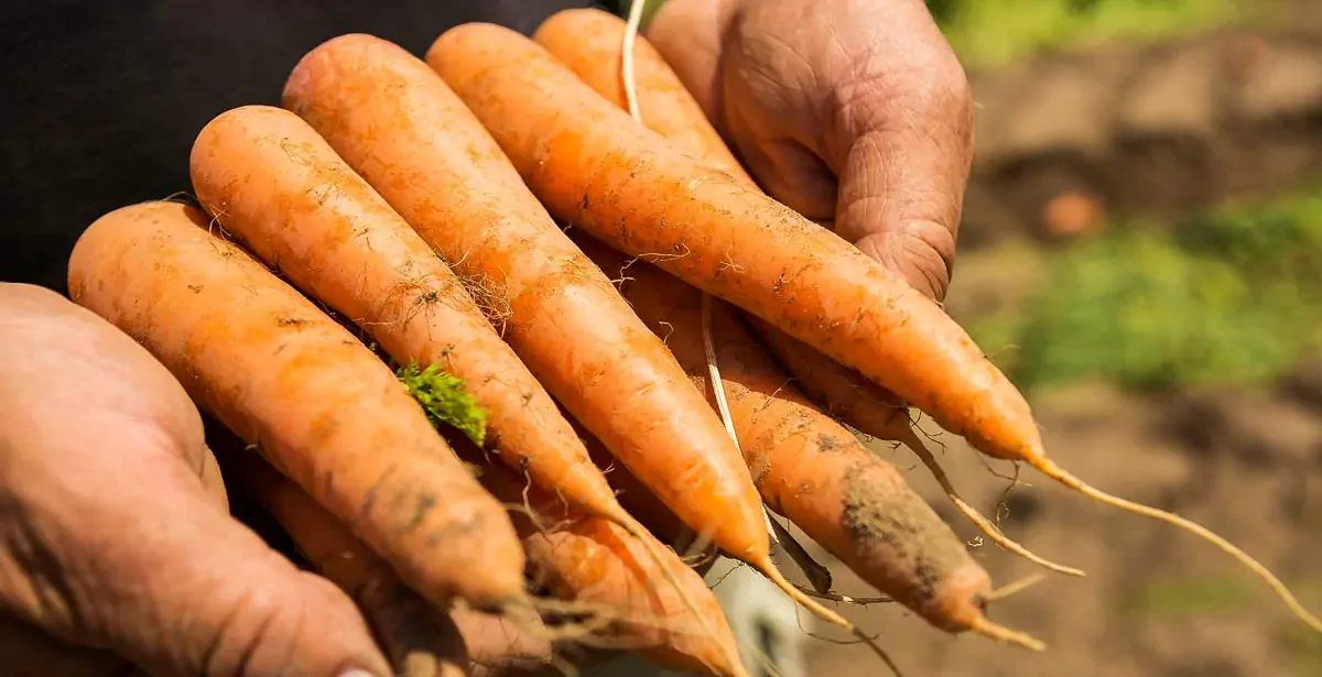 semences-potageres-carotte-legume - Illustration BASF finalise le rachat de l’activité des semences potagères de Bayer