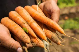 semences-potageres-carotte-legume
