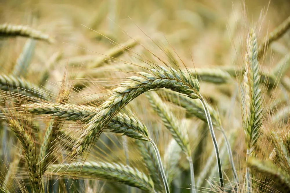 triticale - Illustration Triticale : des variétés confirmées et des innovations