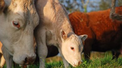 Photo of Face aux vegans, la Conf’ présente un plaidoyer “pour l’élevage paysan”