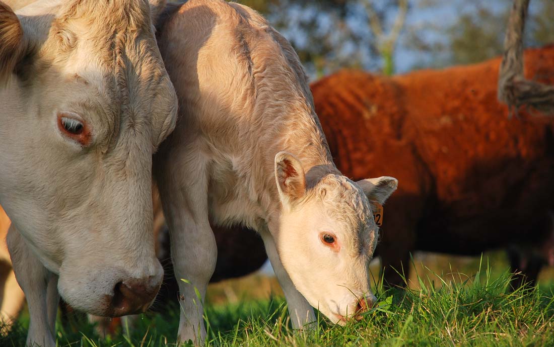viande-bovine - Illustration Face aux vegans, la Conf’ présente un plaidoyer « pour l’élevage paysan »