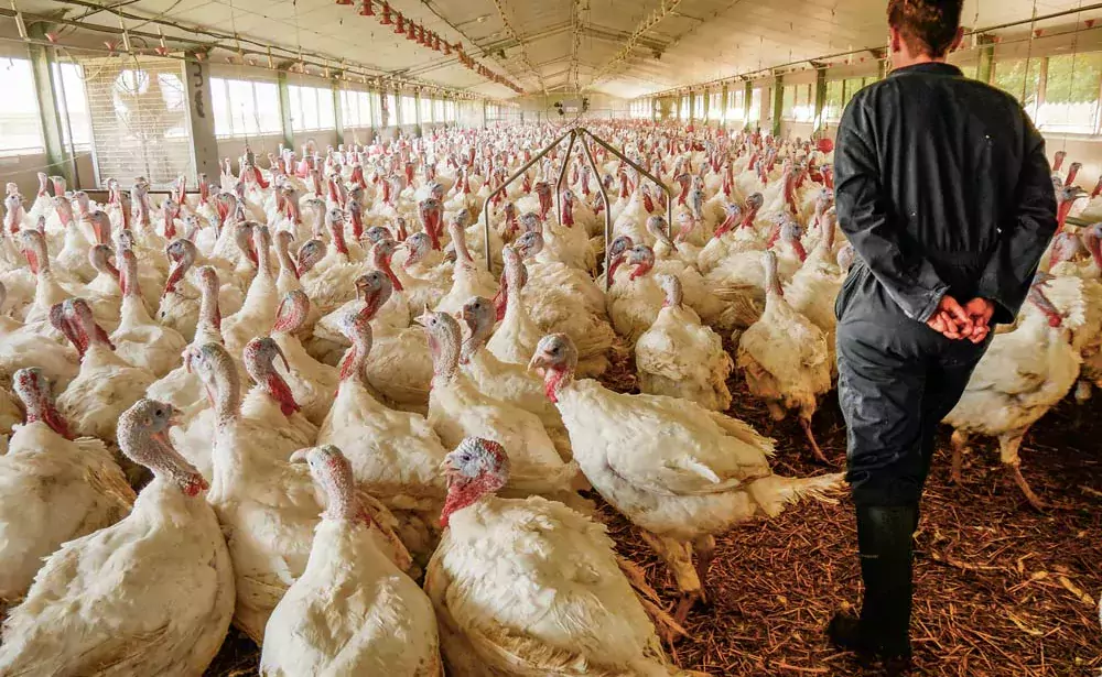 Les éleveurs du Nord produisent de la dinde lourde en incorporant des céréales à l’aliment à hauteur de 30 % à l’âge de 65 jours. - Illustration Les particularités de la volaille du Nord de la France