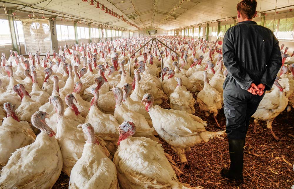 Les éleveurs du Nord produisent de la dinde lourde en incorporant des céréales à l’aliment à hauteur de 30 % à l’âge de 65 jours. - Illustration Les particularités de la volaille du Nord de la France